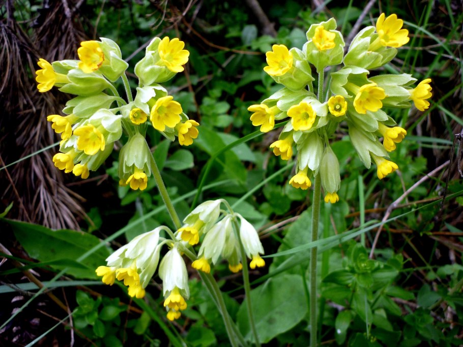 Примула канделябровая
