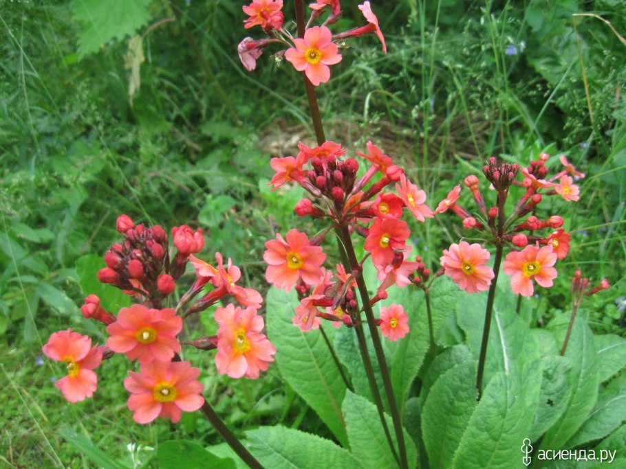 Примула канделябра