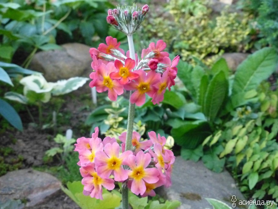 Примула Шотландская