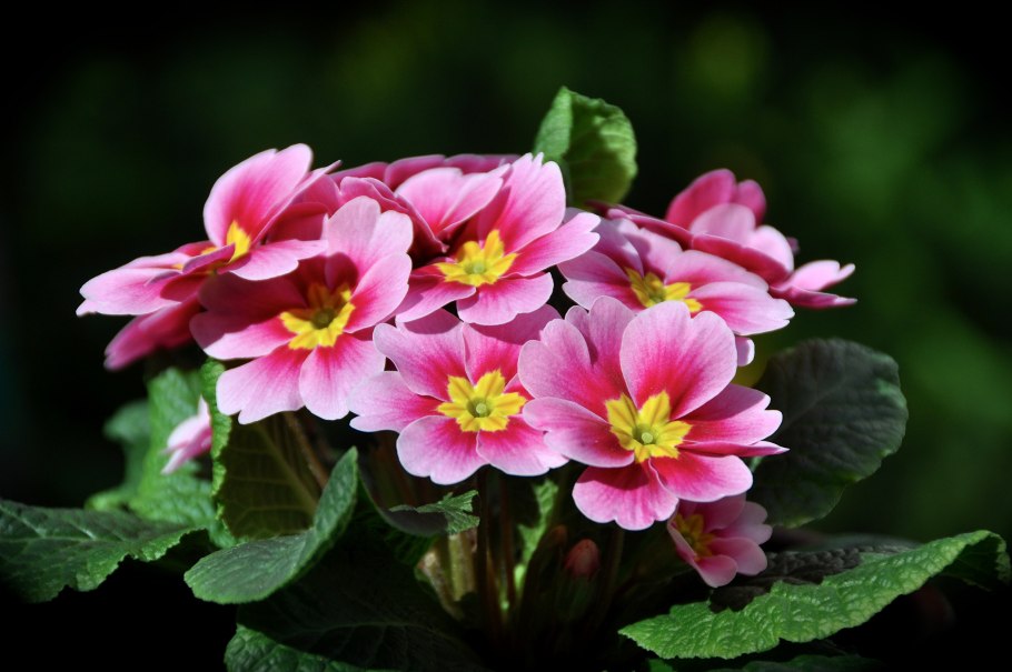 Примула Appleblossom