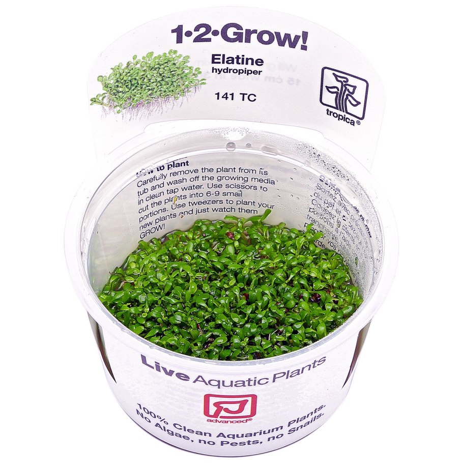 Бергия Капская