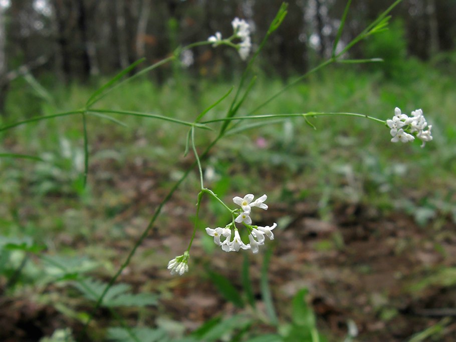 Трава Themeda triandra