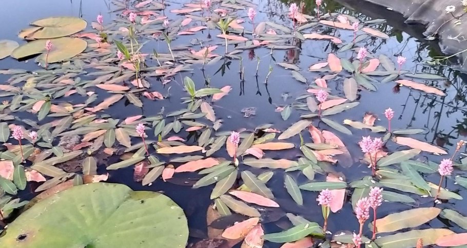 Горец земноводный - polygonum amphibium l