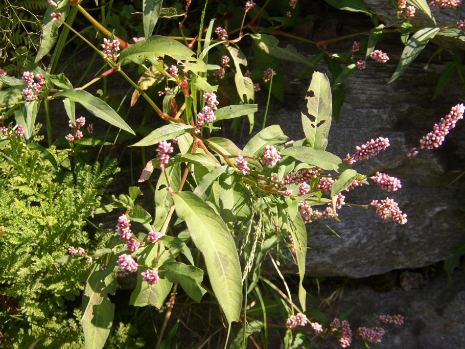 Горец почечуйный