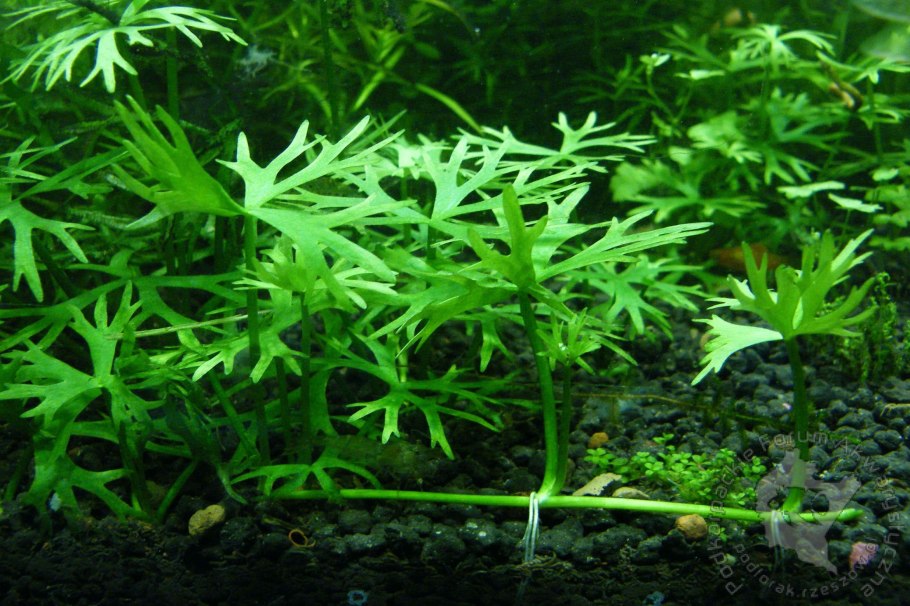 Tropica Hemianthus callitrichoides