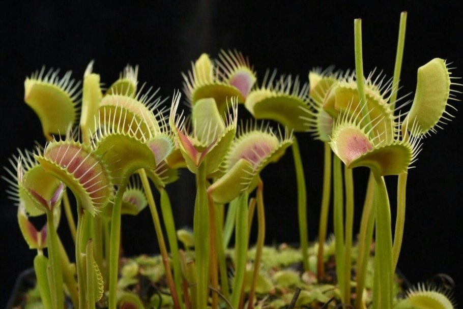 Венерина Дионея