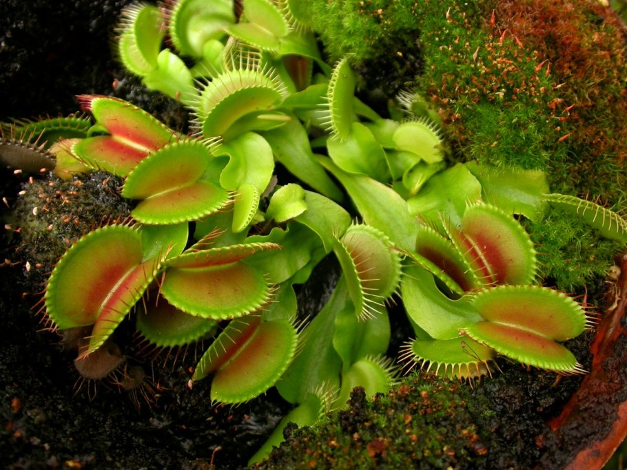 Венерина мухоловка