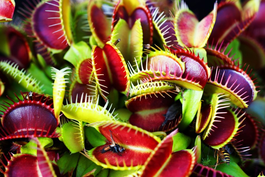 Мухоловка Жук