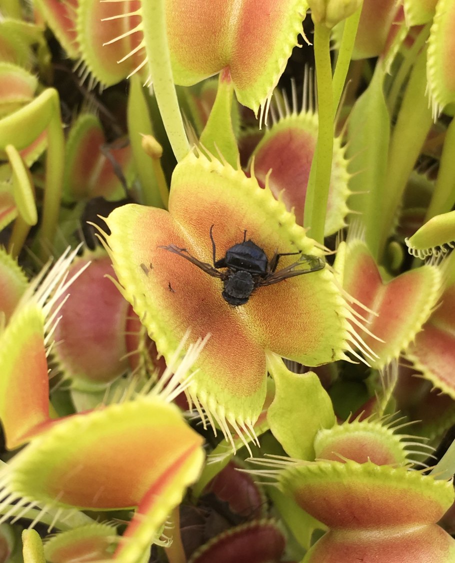 Цветок хищник Венерина мухоловка