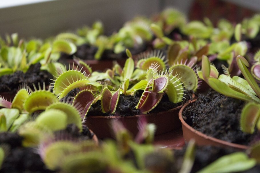 Дионея Мусципула, d-9