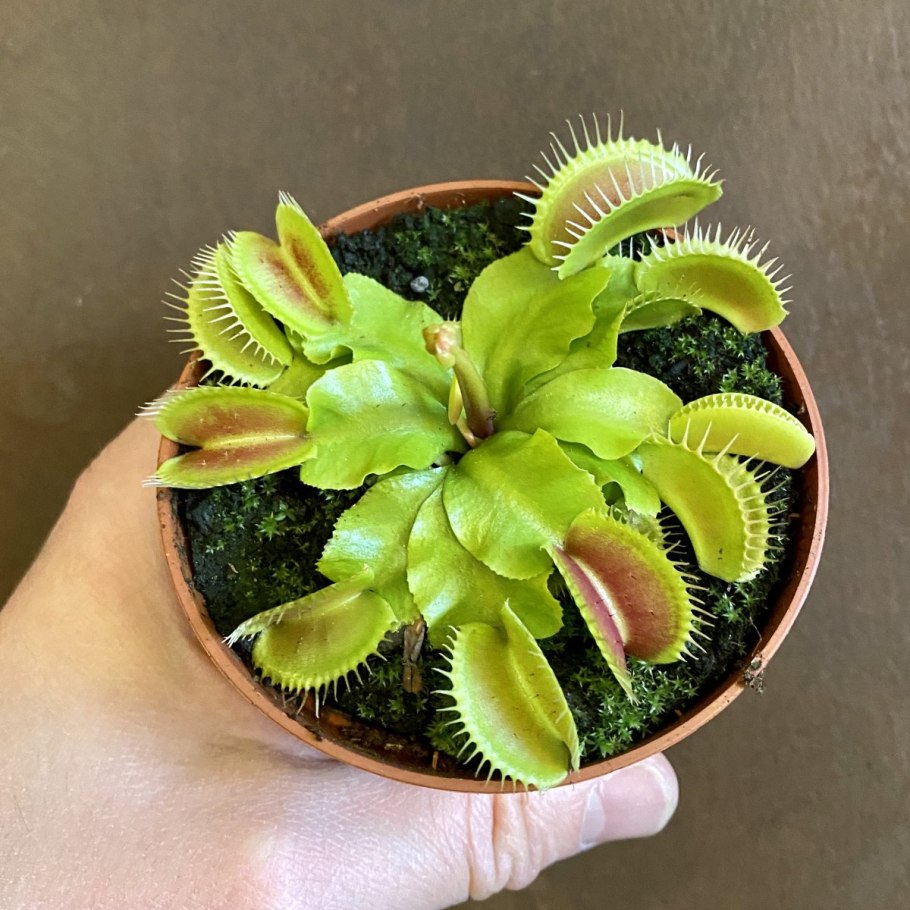 Дионея мухоловка