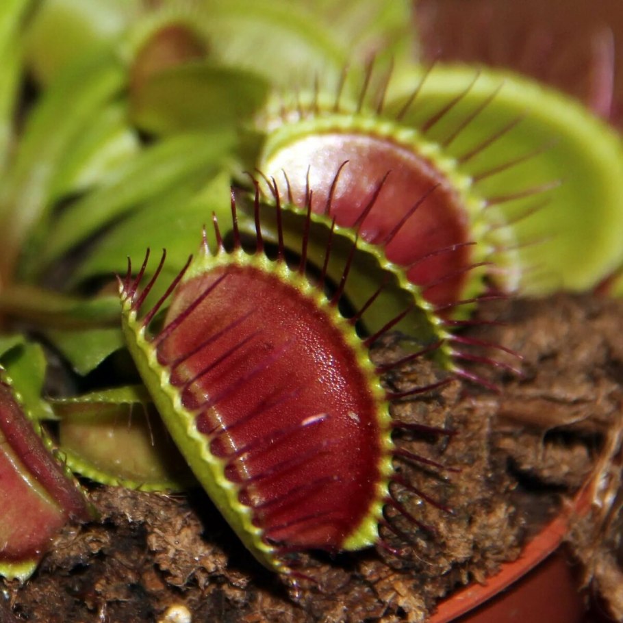Венерина мухоловка (Dionaea muscipula)