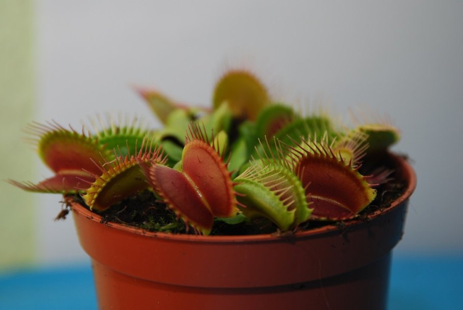 Растение венерина мухоловка