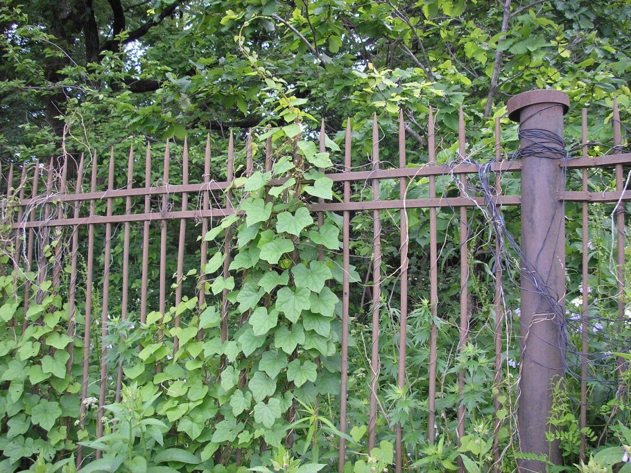 Луносемянник Даурский в ландшафтном дизайне