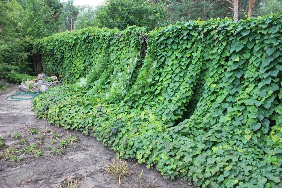 Луносемянник Даурский