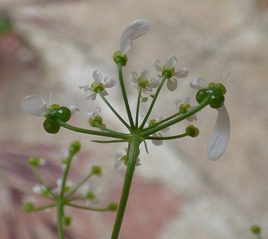 Бифора Лучистая