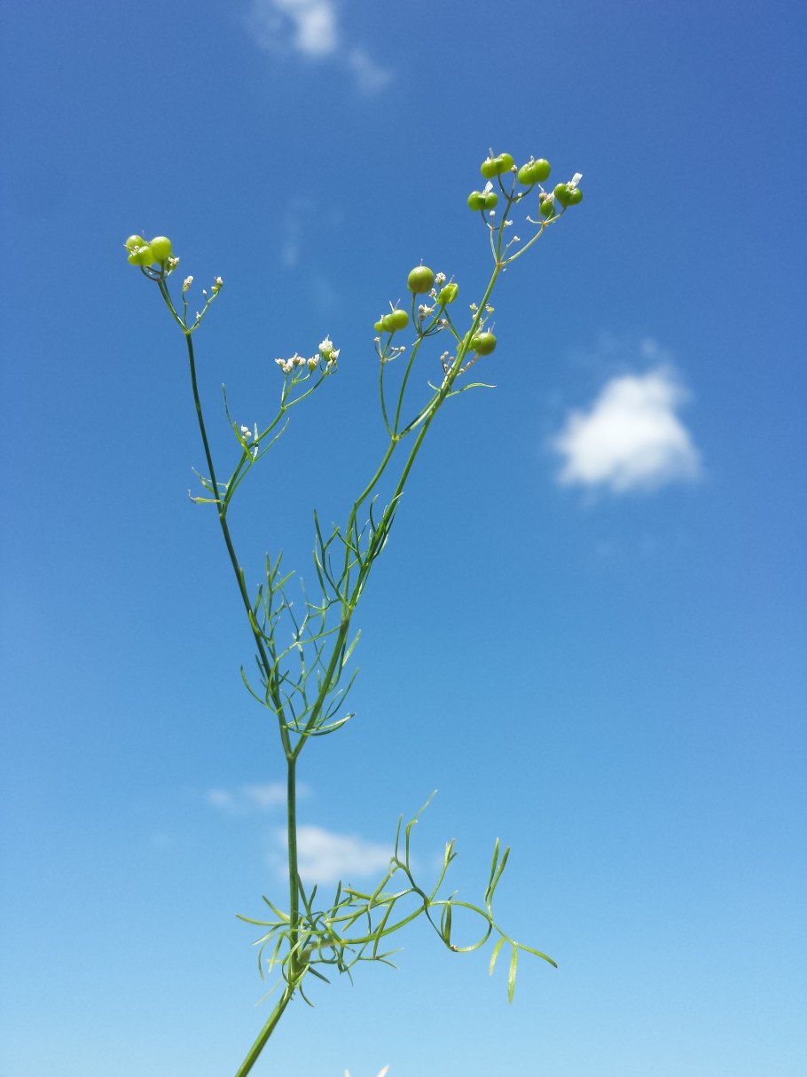 Бифора Лучистая растение