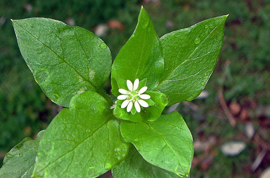 Аврана лекарственного - Gratiola officinalis