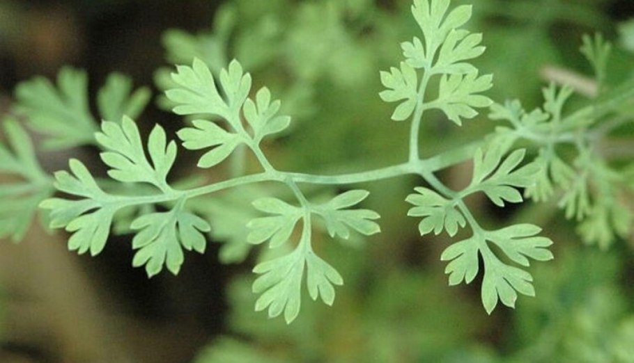 Allium ursinum черемша