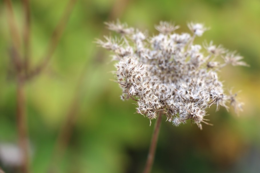 Омежник шафрановый