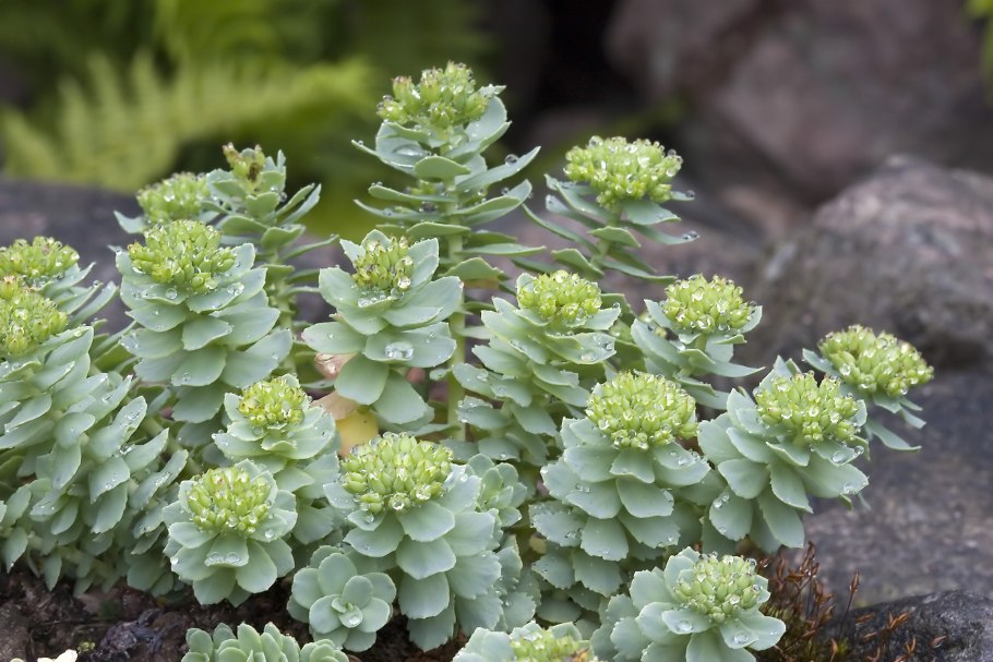 Родиола розовая rhodiola rosea