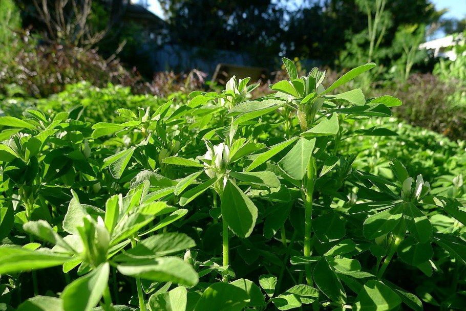 Падуб обыкновенный (Ilex aquifolium);