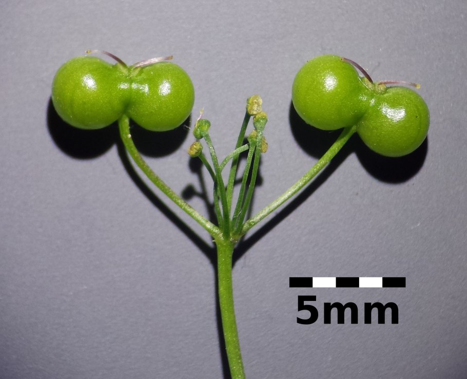 Вахта Menyanthes trifoliata