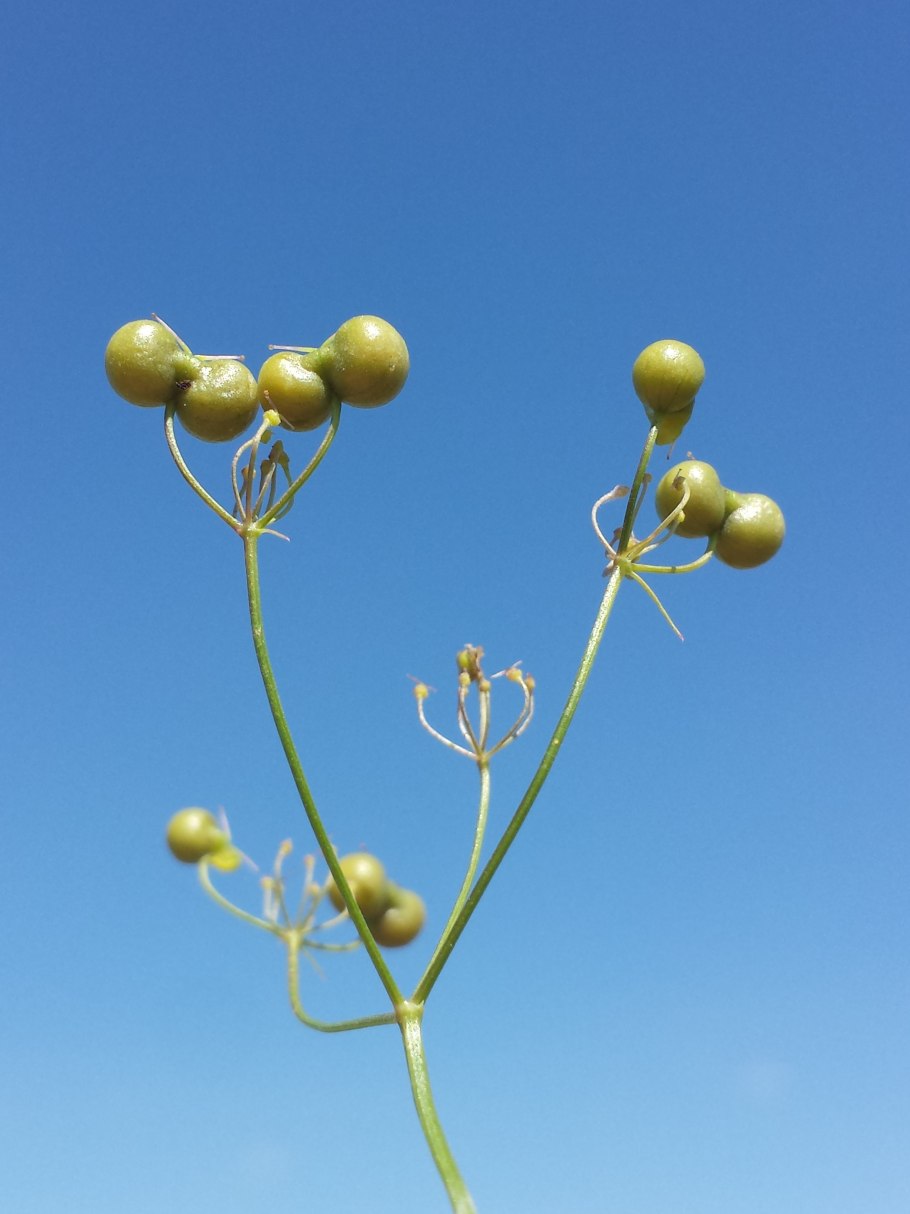 Пажитник Шамбала растение