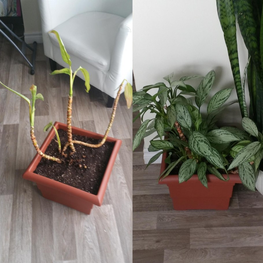 Вороний глаз цветет