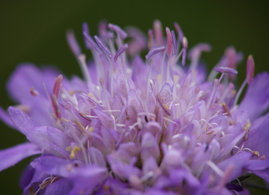 Короставник Луговой