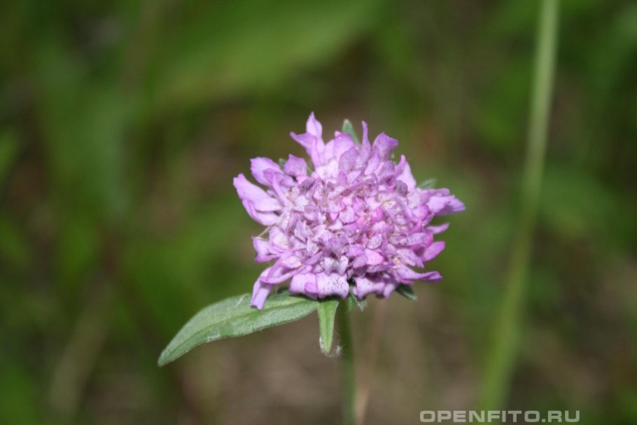 Knautia dipsacifolia