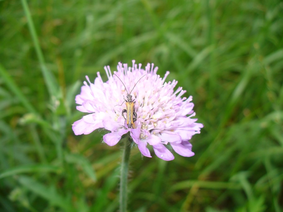 Цветок короставник