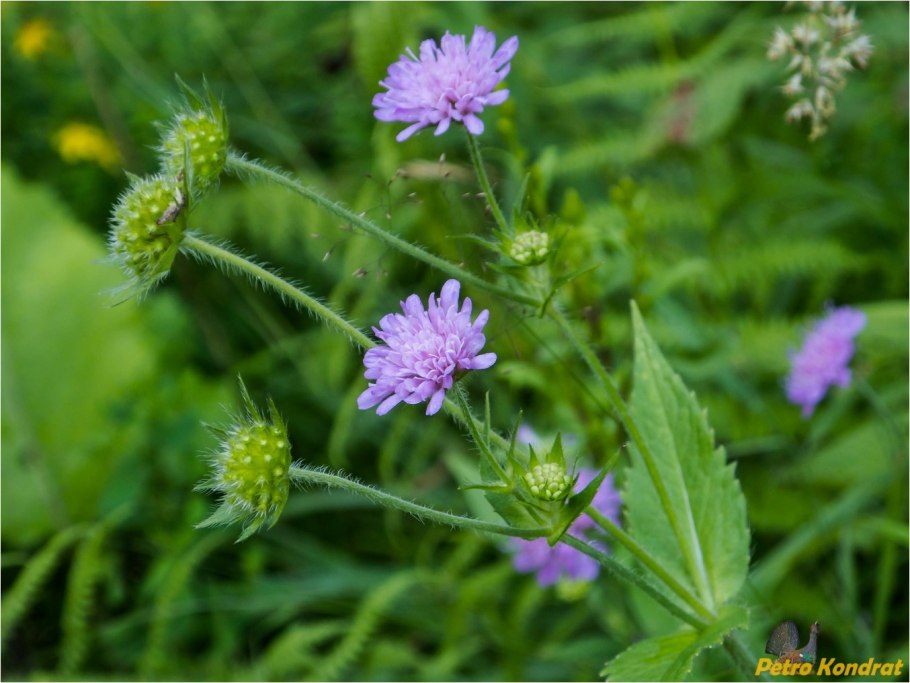 Knautia arvensis