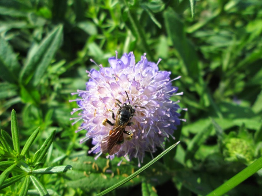 Короставник полевой медонос