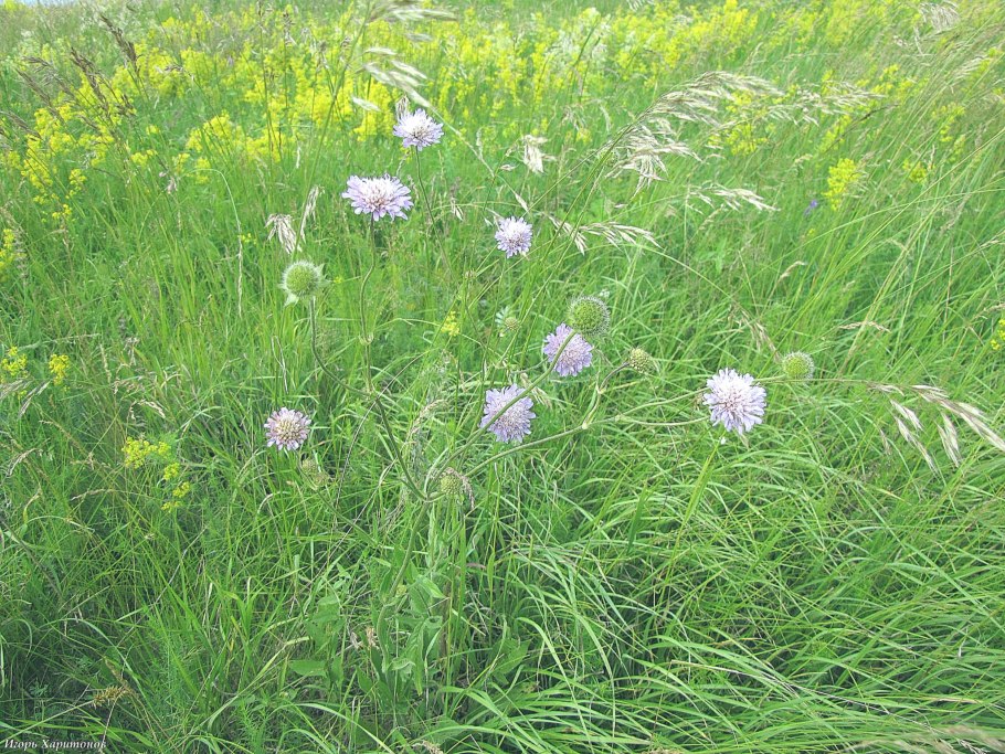 Короставник Македонский (Knautia Macedonica)