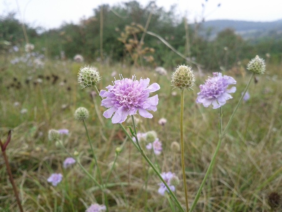 Scabiosa famma Кавказская