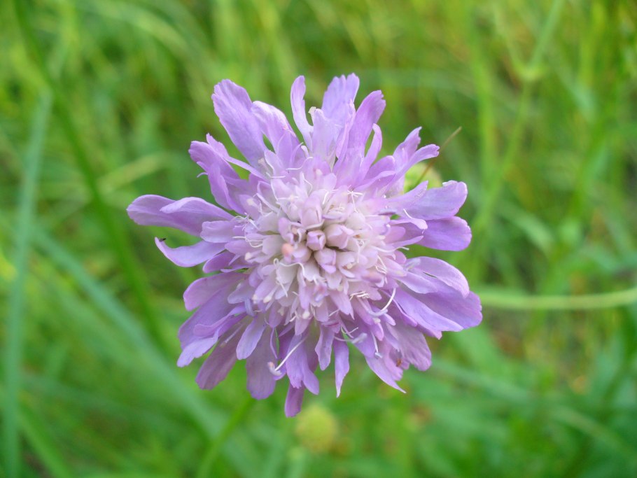 Короставник полевой (Knautia arvensis)