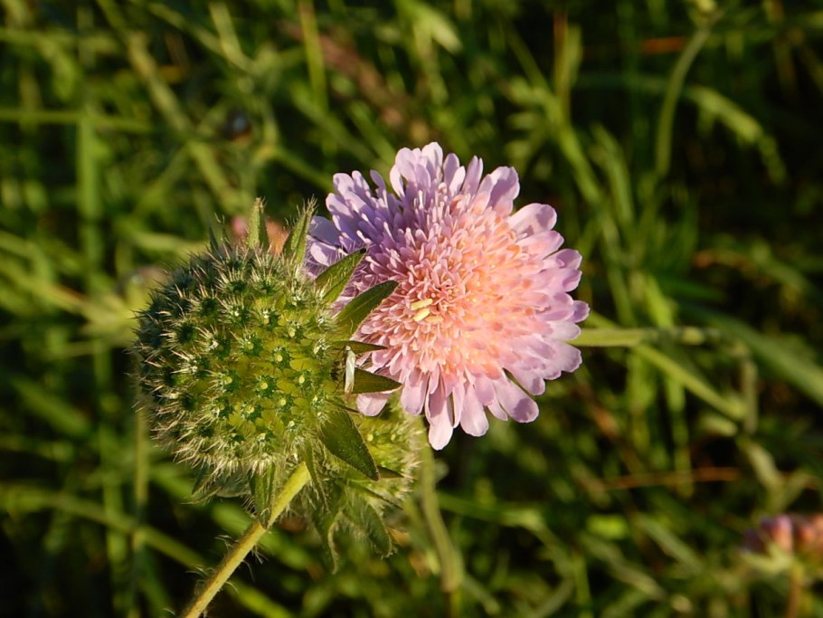 Короставник полевой (Knautia arvensis)