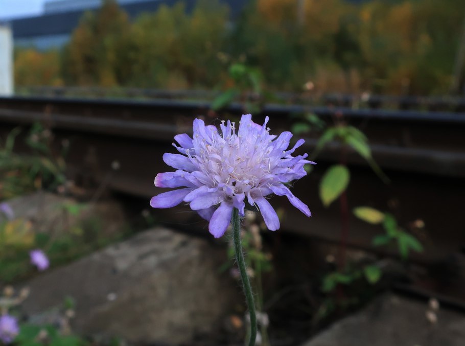 Короставник Памир