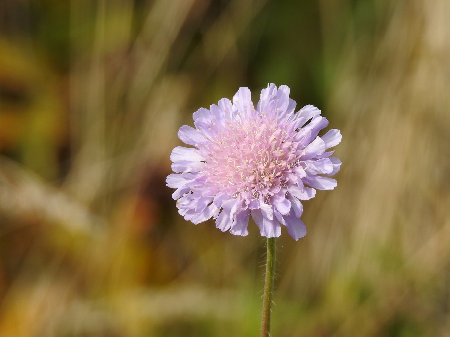 Короставник обыкновенный