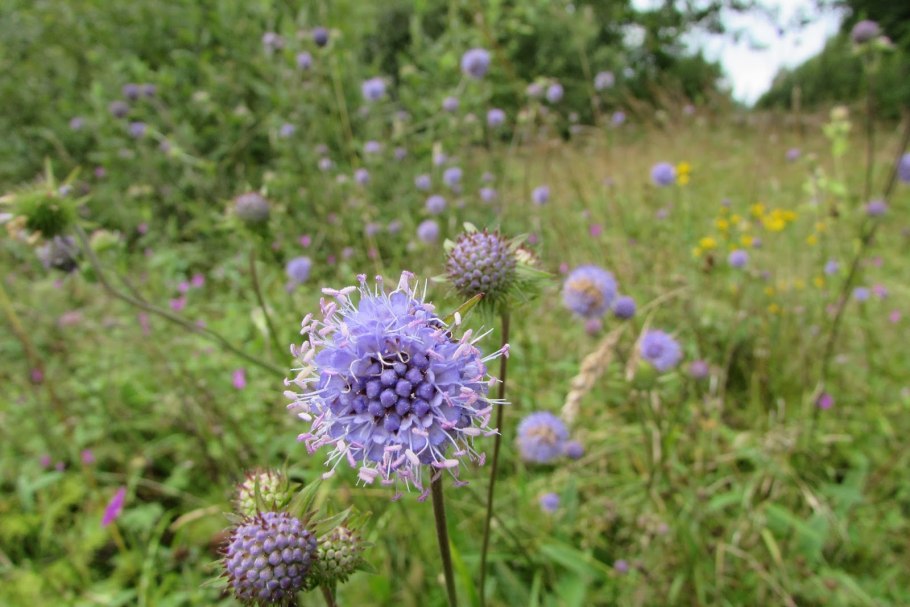 Сивец луговой