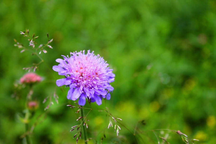 Короставник горный