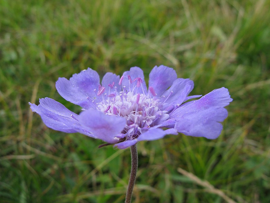 Скабиоза кавказская
