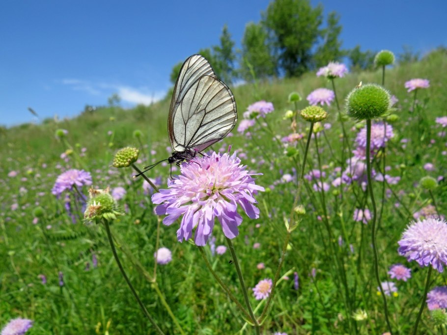 Короставник полевой (Knautia arvensis)