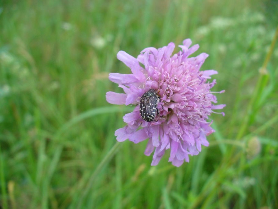 Короставник полевой (Knautia arvensis)