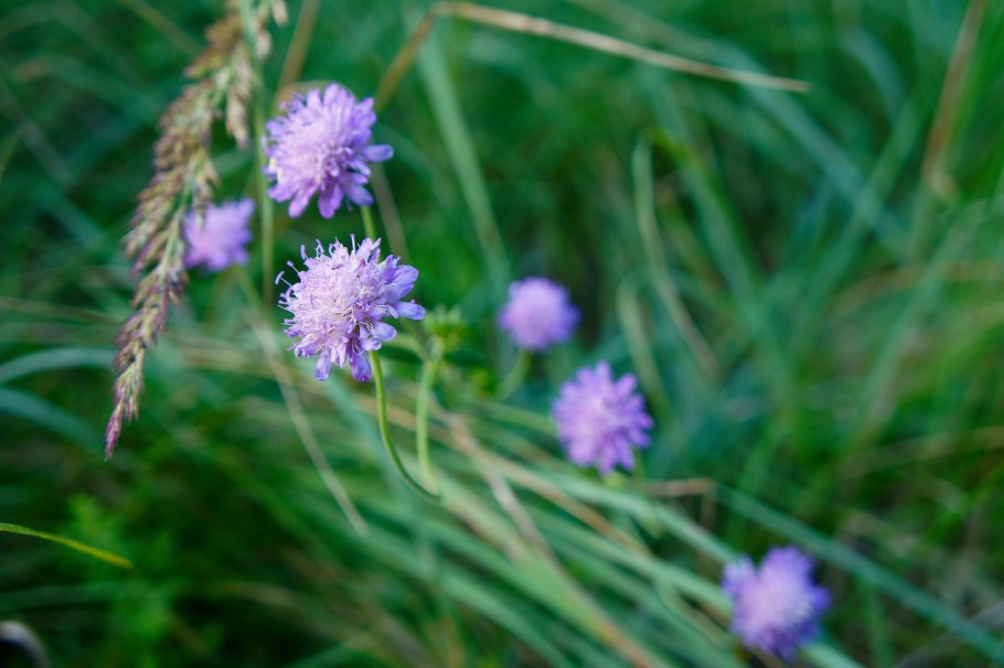 Короставник полевой (knautia arvensis)