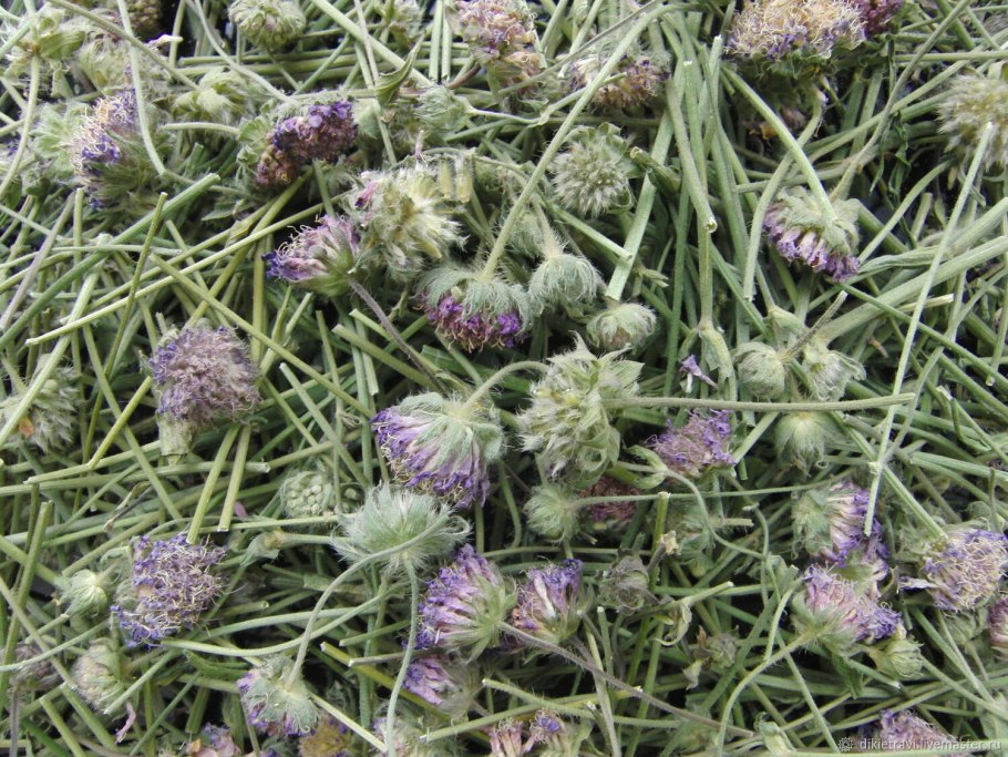 Короставник полевой трава