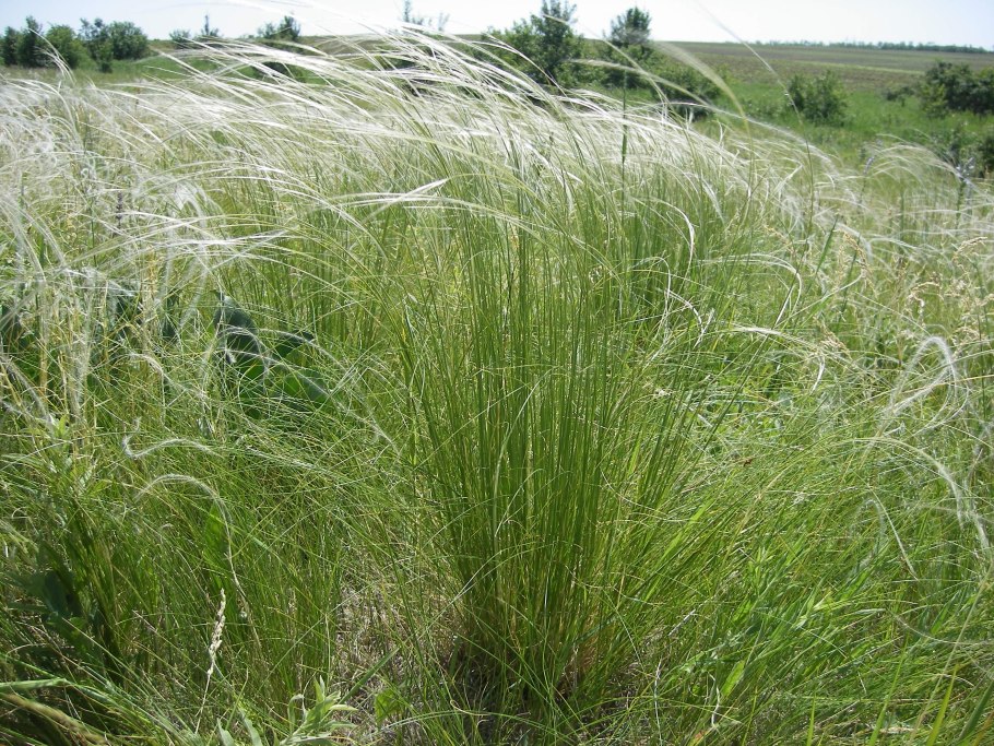 Ковыль (Stipa)