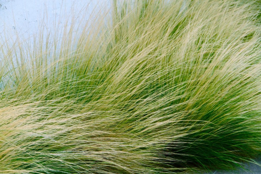 Stipa tenuissima