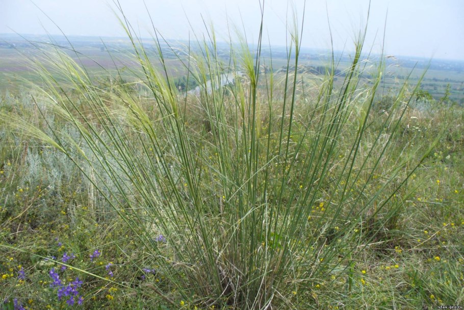Ковыль лессинга stipa lessingiana